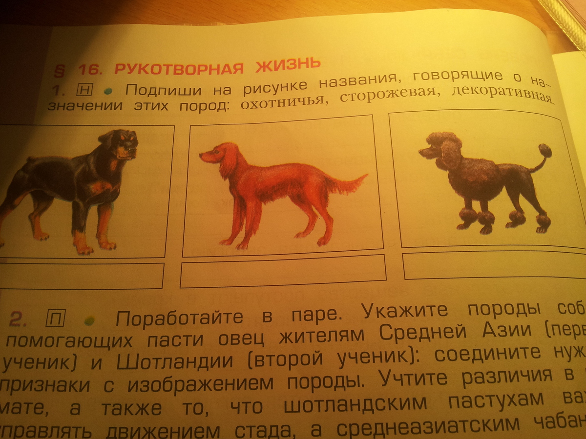Охотничья порода собак кроссворд 5. Породы собак названия. Называется говорящие собаки на картинке. Подпиши по русски эти породы. Рассмотри рисунки узнай названия этих пород собак.