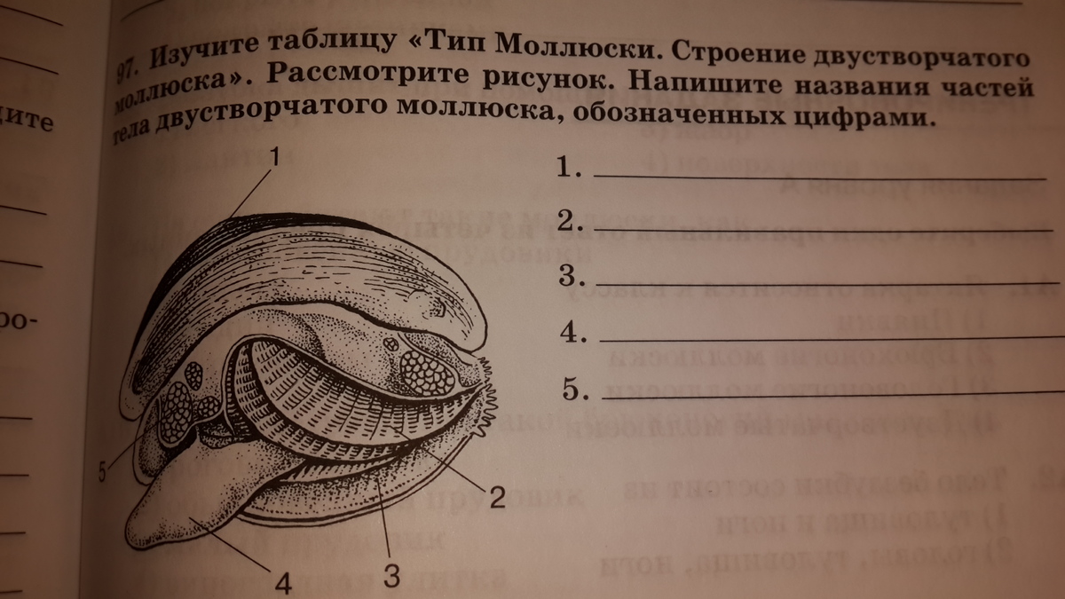 Название частей тела моллюска обозначенных цифрами. Название частей тела двустворчатого моллюска.