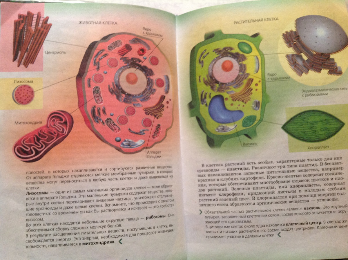 Строение животной клетки по учебнику