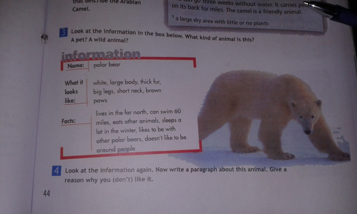 Write about a pet. Write a paragraph about a Wild animal 5 класс. Write a paragraph a Wild animal. Portfolio write a paragraph about a Wild animal write its name what it looks like Colour медведь. Read and write the animal names Кембридж.