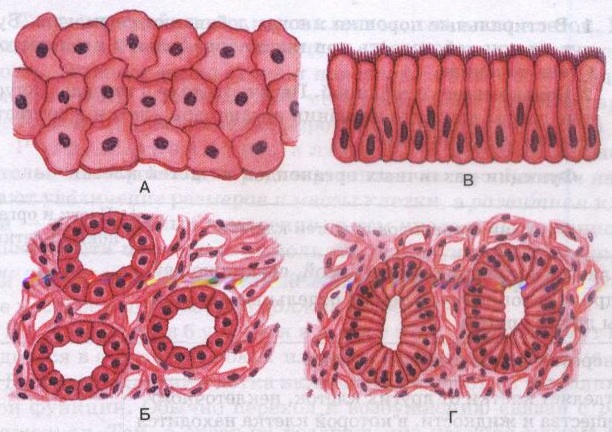 Клетки эпителиальной ткани виды. Эпителиальная ткань это в биологии. Ткани человека эпителиальная ткань. Эпителиальная ткань биология 8 класс. Однослойный эпителий клетка рисунок.