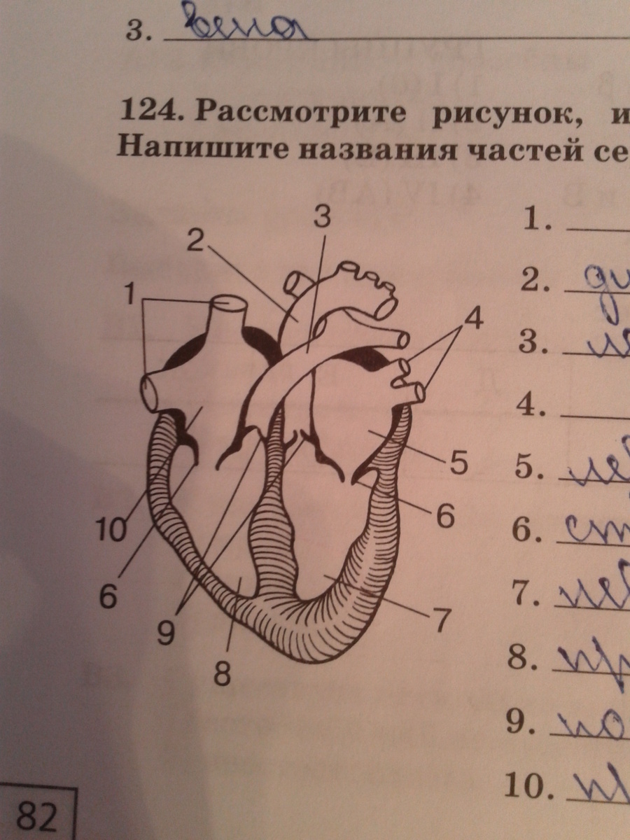 Рассмотрите рисунок напишите названия частей сердца