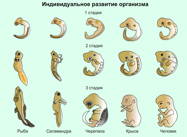 Наличие хвоста у зародыша человека на ранней. Стадии развития эмбрионов позвоночных. Зародыши позвоночных на разных стадиях развития таблица. Развитие эмбриона позвоночных животных стадии. Ранние этапы развития зародышей позвоночных.