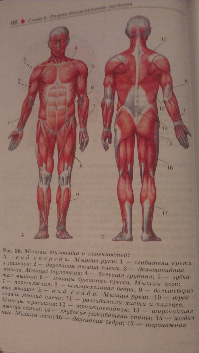 Класс мышцы