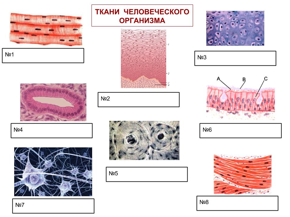 Названия тканей человека. Определите ткани животных 5 класс. Типы тканей анатомия. Эпителиальная мышечная ткань. Ткани эпителиальная соединительная мышечная нервная.
