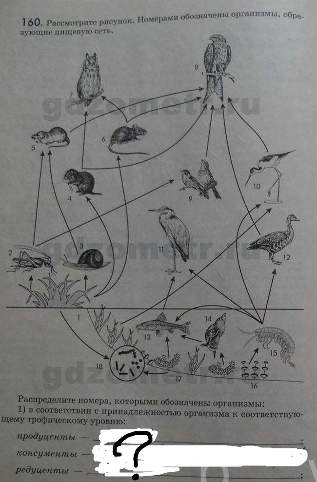 Рассмотрите рисунок и определите направление в. Пищевая сеть рисунок. Пищевая сеть рисунок 4 в учебнике. Пищевая сеть организмов рисунок. Рассмотрите рисунок на котором представлена пищевая цепь.