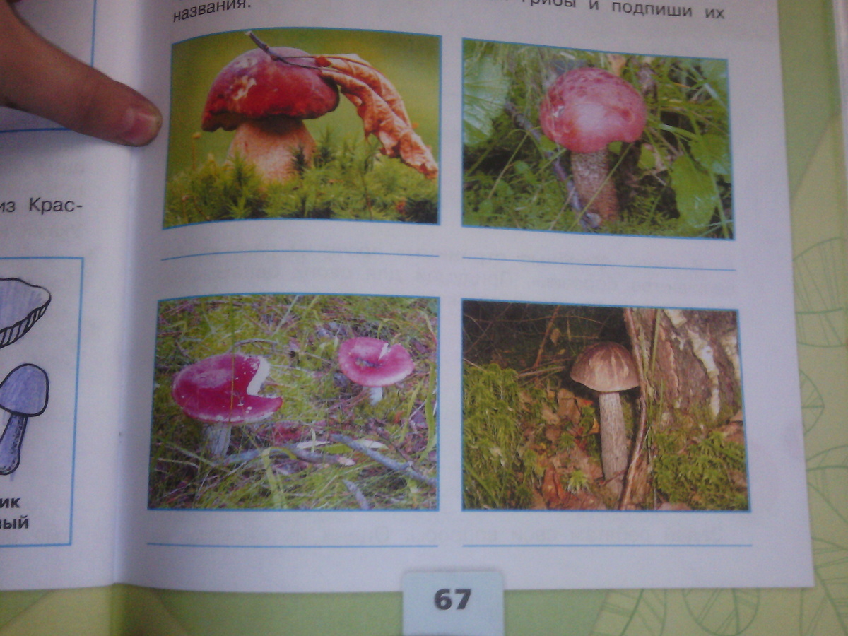 Рассмотрите изображения можно ли этих людей назвать. Подпиши названия грибов. Рассмотрите грибы и Подпиши их названия. Узнай грибы и Подпиши их. Узнай грибы и Подпиши их названия.