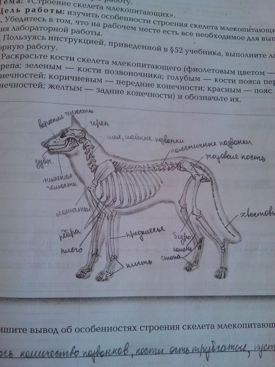 Вывод об особенностях скелета млекопитающих сделайте рисунки